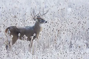 White-tailed deer buck frosty winter morning White-tailed deer buck frosty winter morning