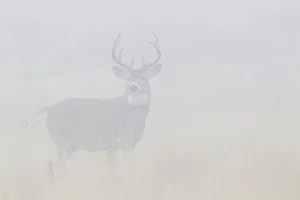 White-tailed deer buck in thick morning fog White-tailed deer buck in thick morning fog
