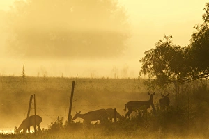 White-tailed deer crossing water along fence line at sunrise, Central Florida White-tailed deer crossing water along fence line at sunrise, Central Florida