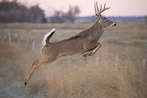 White-tailed deer jumping a fence at Quivira National Game Refuge, Stafford, Kansas White-tailed deer jumping a fence at Quivira National Game Refuge, Stafford, Kansas