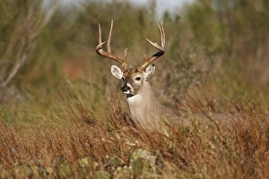 white-tailed deer (Odocoileus virginianus) male with hard antlers, in grassland, Texas white-tailed deer (Odocoileus virginianus) male with hard antlers, in grassland, Texas