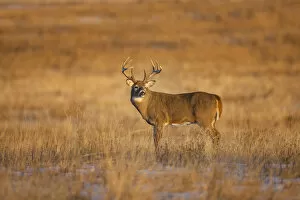 Images Dated 16th November 2014: White-tailed Deer (Odocoileus virginianus) buck standing in prairie grass