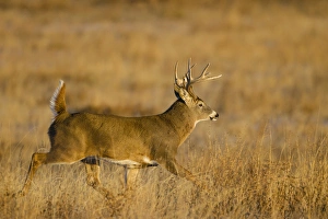 White-tailed Deer (Odocoileus virginianus) male running across grassy habitat White-tailed Deer (Odocoileus virginianus) male running across grassy habitat