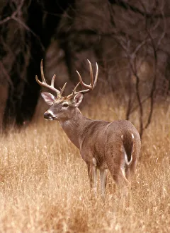 A white tailed deer stays alert to predators in Choke Canyon State Park in Texas A white tailed deer stays alert to predators in Choke Canyon State Park in Texas