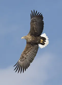 White-tailed eagle flying Tsurui-Mura Crane Reserve, Hokkaido, Japan White-tailed eagle flying Tsurui-Mura Crane Reserve, Hokkaido, Japan