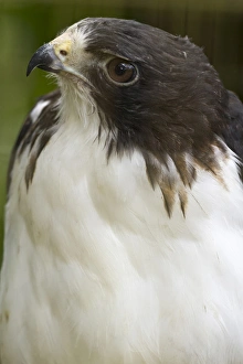 White-tailed hawk, Buto albicaudatus (captive), in Anton el Valle, Panama White-tailed hawk, Buto albicaudatus (captive), in Anton el Valle, Panama