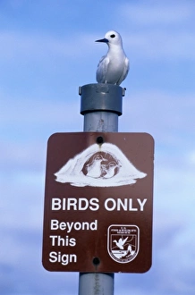 White Tern, Fairy Tern, (Gygis alba) USA, NW Hawaiian Islands, Midway Atoll, White White Tern, Fairy Tern, (Gygis alba) USA, NW Hawaiian Islands, Midway Atoll, White