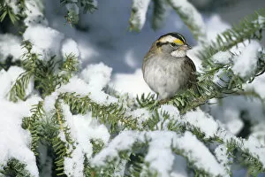 Emberizidae Gallery: White-throated Sparrow (Zonotrichia albicollis) in winter, Marion Co. IL