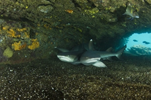 White-tipped Reef Shark (Triaenodon obesus) ECUADOR. South America White-tipped Reef Shark (Triaenodon obesus) ECUADOR. South America