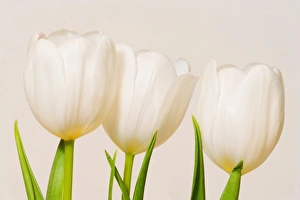 White tulips against a white background, Sammamish, Washington White tulips against a white background, Sammamish, Washington