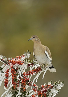 White-winged Dove (Zenaida asiatica), adult perched on icy branch of Yaupon Holly (Ilex vomitoria) White-winged Dove (Zenaida asiatica), adult perched on icy branch of Yaupon Holly (Ilex vomitoria)