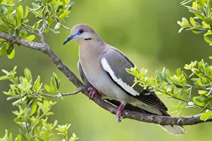 White-winged Dove (Zenaida asiatica) perched in tree White-winged Dove (Zenaida asiatica) perched in tree