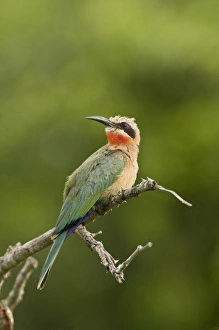 Whitefronted Bee-eater, Merops bullockoides, Imfolozi Game Reserve, South Africa Whitefronted Bee-eater, Merops bullockoides, Imfolozi Game Reserve, South Africa