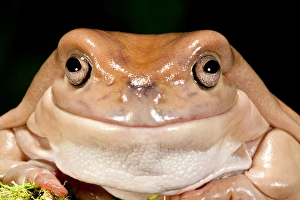 Whites Treefrog, Litoria caerulea, Native to Australia Whites Treefrog, Litoria caerulea, Native to Australia