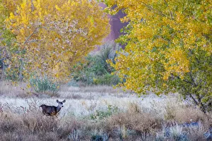 Whitetail deer grazing under autumn cottonwood tree, near Moab, Utah, USA Whitetail deer grazing under autumn cottonwood tree, near Moab, Utah, USA