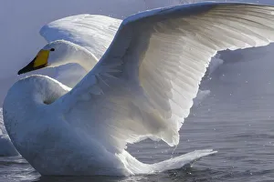 <b class=qtipBold><figcaption>Whooper swan, Hokkaido Island, Japan</figcaption></b><br><em>© Art Wolfe / DanitaDelimont.com</em> Whooper swan, Hokkaido Island, Japan