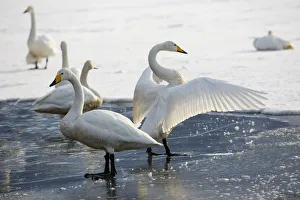 Whooper swans flapping wings on frozen Lake Kussharo, Hokkaido Whooper swans flapping wings on frozen Lake Kussharo, Hokkaido