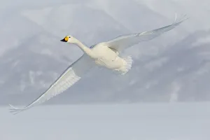 Whooper swans flying on frozen Lake Kussharo, Hokkaido Whooper swans flying on frozen Lake Kussharo, Hokkaido