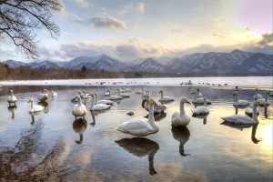 Whooper Swans in Lake Kussharo, Hokkaido, Japan Whooper Swans in Lake Kussharo, Hokkaido, Japan