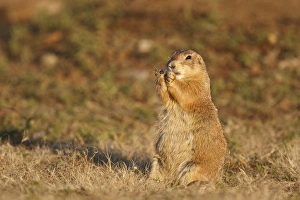 Wichita Mountains National Wildlife Refuge, Lawton, Oklahoma, USA, Black-tailed Prairie Dog Wichita Mountains National Wildlife Refuge, Lawton, Oklahoma, USA, Black-tailed Prairie Dog