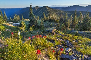 Widlfowers in the Whitefish Range from Werner Peak in the Stillwater State Forest Widlfowers in the Whitefish Range from Werner Peak in the Stillwater State Forest