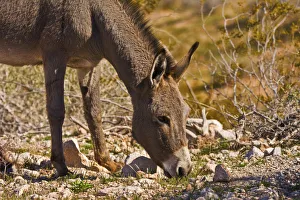Wild burro, equus asinus, grazing, Red Rock Canyon, Nevada, USA Wild burro, equus asinus, grazing, Red Rock Canyon, Nevada, USA