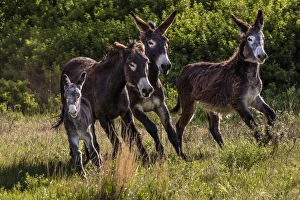 Wild burros in Custer State Park, South Dakota, USA Wild burros in Custer State Park, South Dakota, USA