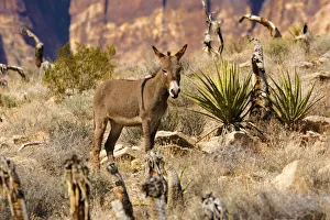 Wild burros, equus asinus, grazing, Red Rock Canyon, Nevada, USA Wild burros, equus asinus, grazing, Red Rock Canyon, Nevada, USA