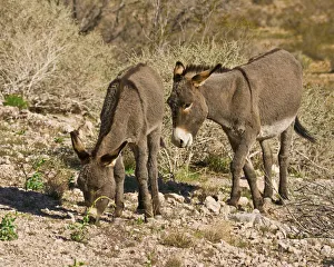 wild burros; grazing; Red Rock Canyon Area; Nevada; USA wild burros; grazing; Red Rock Canyon Area; Nevada; USA