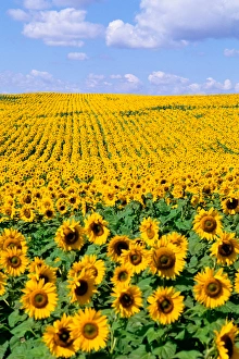 Wild colors of sunflowers in Jamestown North Dakota Wild colors of sunflowers in Jamestown North Dakota