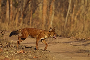 Wild Dog on the move, Tadoba Andheri Tiger Reserve, India Wild Dog on the move, Tadoba Andheri Tiger Reserve, India