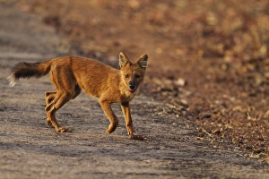 Images Dated 8th April 2010: Wild Dog on the move, Tadoba Andheri Tiger Reserve (TATR), India