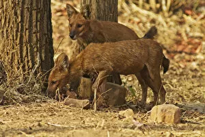 Images Dated 8th April 2010: Wild Dogs, Tadoba Andheri Tiger Reserve (TATR), India
