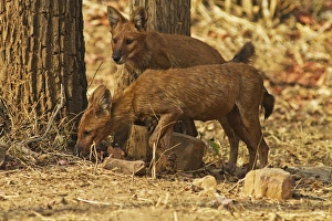 Images Dated 8th April 2010: Wild Dogs, Tadoba Andheri Tiger Reserve (TATR), India