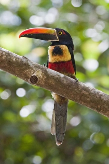 A wild Fiery-billed Aracari (Pteroglossus frantzii) sits on a branch in the Costa A wild Fiery-billed Aracari (Pteroglossus frantzii) sits on a branch in the Costa