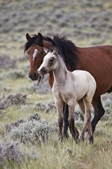 wild horse (Equus caballos) baby with mother, Wyoming prairie, June wild horse (Equus caballos) baby with mother, Wyoming prairie, June