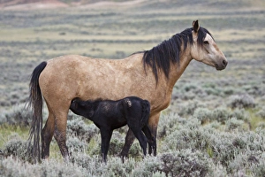 wild horse (Equus caballos) baby nursing with mother, Wyoming prairie, June wild horse (Equus caballos) baby nursing with mother, Wyoming prairie, June