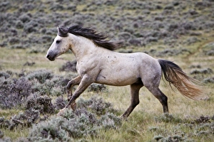 wild horse (Equus caballus) feral, herd stallion running free, sagebrush priaire wild horse (Equus caballus) feral, herd stallion running free, sagebrush priaire
