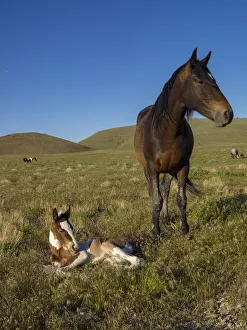 Wild horse mother shows off her yearling foal, Pony express byway near Salt Lake City Wild horse mother shows off her yearling foal, Pony express byway near Salt Lake City