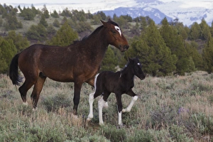 <b class=qtipBold><figcaption>Wild Horses; Mare with Young Colt</figcaption></b><br>Wild Horses, Mare with Young Colt<br><em>© Ken Archer / DanitaDelimont.com</em> Wild Horses; Mare with Young Colt