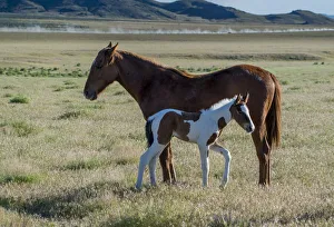 Wild horses, mother and yearling foal graze along Pony Express Byway near Salt Lake City Wild horses, mother and yearling foal graze along Pony Express Byway near Salt Lake City