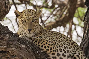 Wild leopard resting in tree in eastern Etosha National Park, Namibia, Africa Wild leopard resting in tree in eastern Etosha National Park, Namibia, Africa