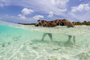 Images Dated 4th August 2014: A wild pig walks in the clear blue waters off Big Majors Cay near Staniel Cay