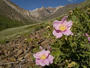 Images Dated 29th June 2008: Wild rose, McGee Creek area, Eastern Sierras, California