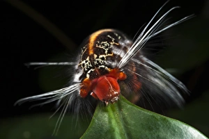 Wild Silk Moth Caterpillar (Saturniidae), Yasuni National Park, Amazon Rainforest, ECUADOR Wild Silk Moth Caterpillar (Saturniidae), Yasuni National Park, Amazon Rainforest, ECUADOR