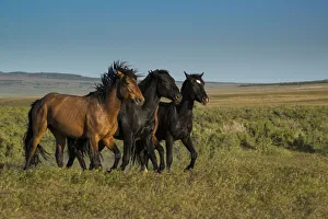 Wild stallions of Onaqui Herd graze along Pony Express Byway near Dugway Wild stallions of Onaqui Herd graze along Pony Express Byway near Dugway