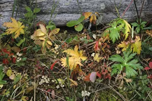 Wild strawberry on forest floor in autumn, Yellowstone National Park, Wyoming