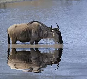Images Dated 7th September 2008: Wildebeest, Connochaetes taurinus, drinking and reflection, Tarangire National Park