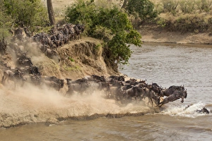 Wildebeest or gnu herd crossing Mara River in late summer, Masai Mara, Kenya, Africa Wildebeest or gnu herd crossing Mara River in late summer, Masai Mara, Kenya, Africa