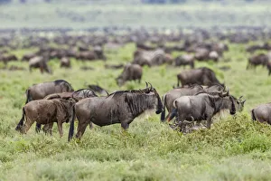 Wildebeest migration, Serengeti National Park, Tanzania, Africa Wildebeest migration, Serengeti National Park, Tanzania, Africa